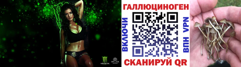 Купить  Чернушка  Псилоцибиновые грибы Magic Shrooms 